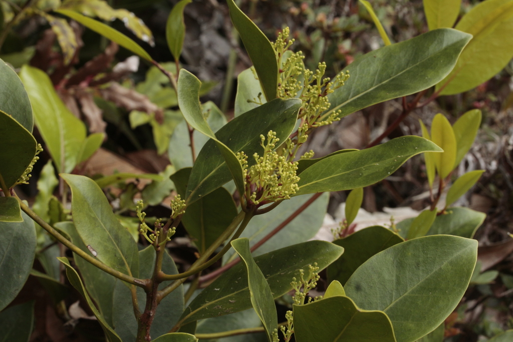 Endiandra lecardii