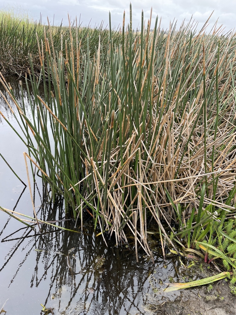 grasses, sedges, cattails, and allies from Breadalbane Rd, Breadalbane ...