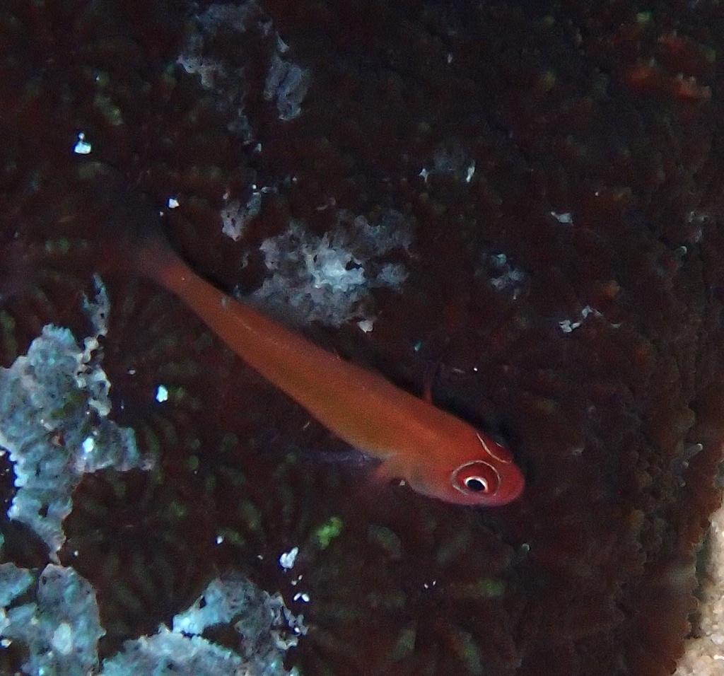 Red Dwarfgoby