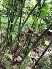 Etlingera
