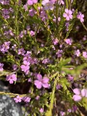 Lythrum californicum