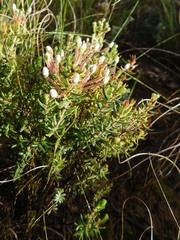 Erica perlata