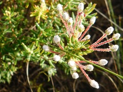 Erica perlata