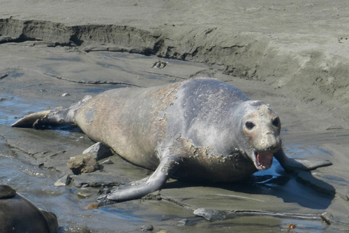 Northern Elephant Seal