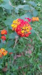 Lantana