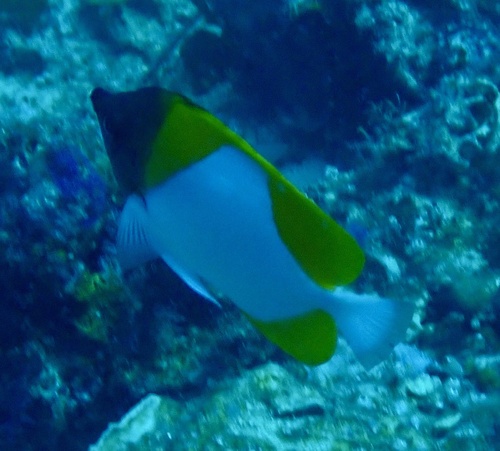 Pyramid Butterflyfish (Hemitaurichthys polylepis)