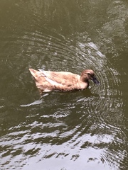 Anas platyrhynchos domesticus