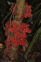Baccaurea ramiflora (Baccaurea courtallensis)