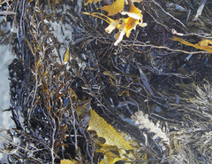 Carpophyllum angustifolium