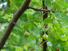 Bursera laxiflora