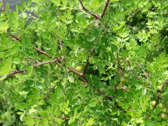Bursera laxiflora