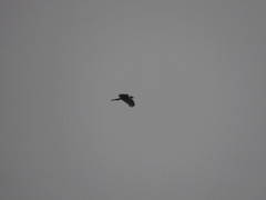 Accipiter bicolor