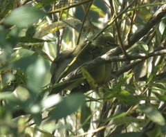 Zosterops virens virens