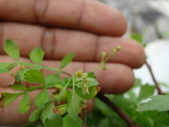 Bursera laxiflora