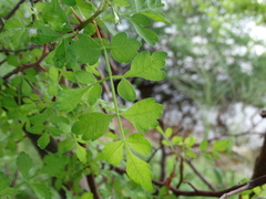 Bursera laxiflora