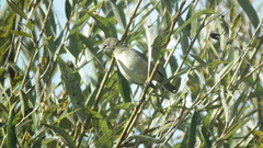 Zosterops virens virens