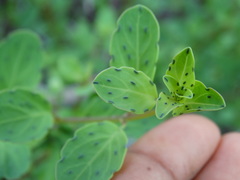 Porophyllum punctatum