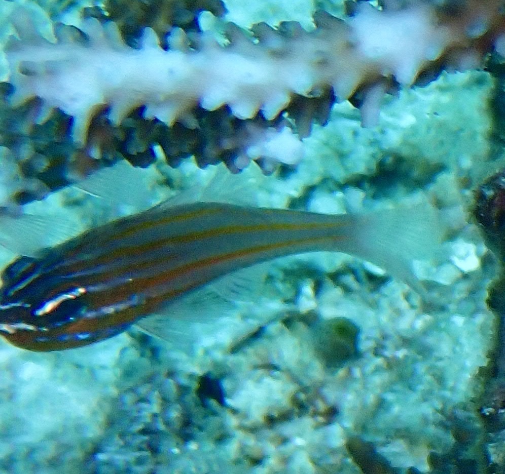 Blue-lined Cardinalfish