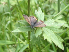 Lycaena helle