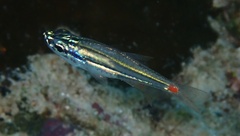 Redspot Cardinalfish photo 3