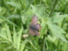 Lycaena helle