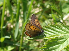 Lycaena helle