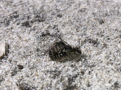 Andrena bradleyi