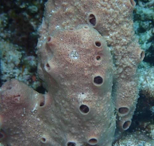 Gelliodes callista