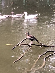 Dendrocygna autumnalis