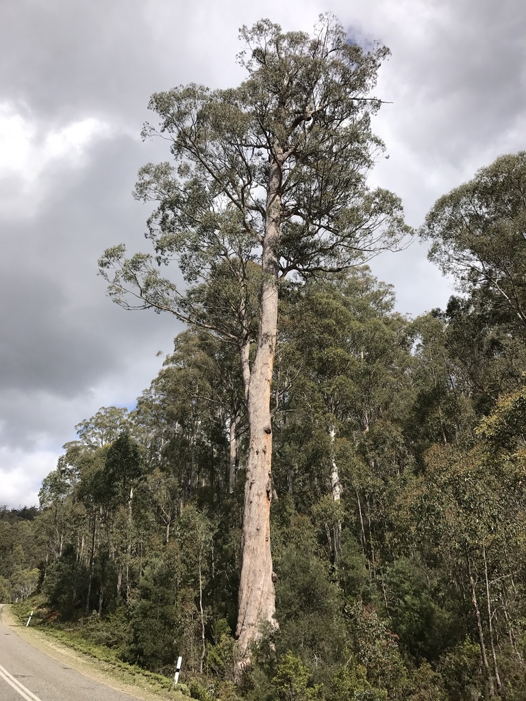 tasmanian alpine ash