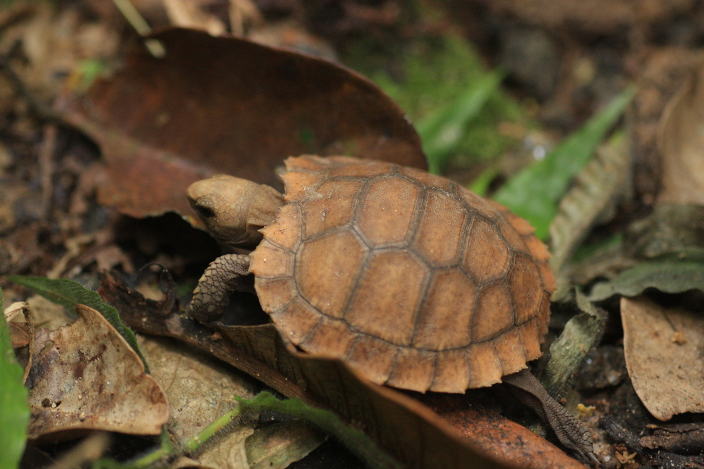 Travancore Tortoise