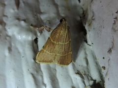 Parachma ochracealis