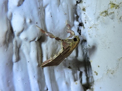 Parachma ochracealis