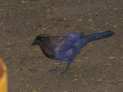 Cyanocorax cyanomelas