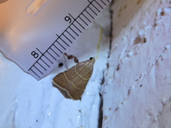 Parachma ochracealis