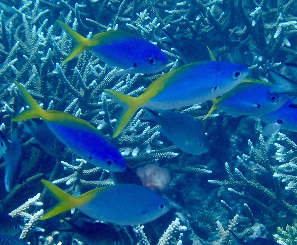 Yellow and blueback fusilier