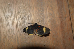 Melanis electron