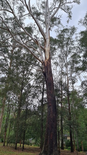Eucalyptus pilularis Sm.