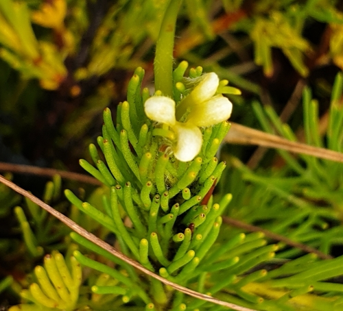 Image of Adenanthos terminalis by (c) Rosalie Lawrence, some rights reserved (CC BY)