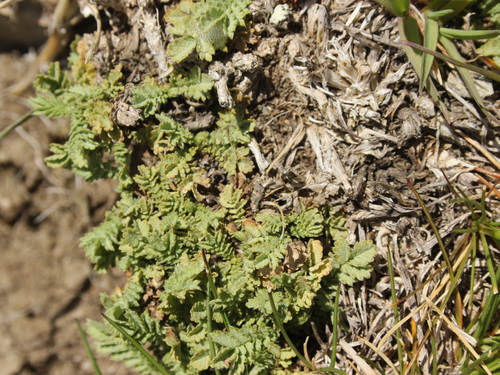Acaena buchananii, photograph 6