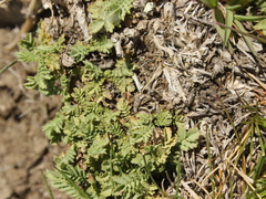 Acaena buchananii, photograph (c) Joe Dillon, some rights reserved (CC BY)