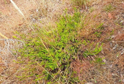 Image of Adenanthos terminalis by (c) Rosalie Lawrence, some rights reserved (CC BY)