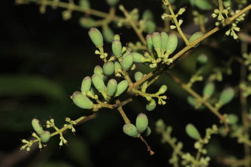 Nilgiri Privet (Ligustrum robustum)