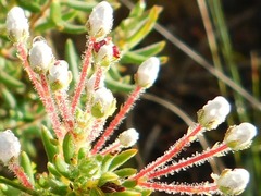 Erica perlata