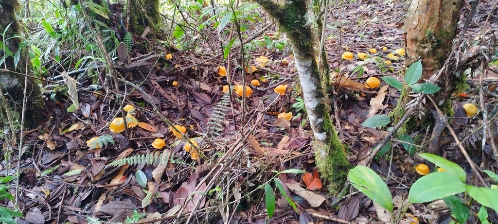 Marasmius hymenogloeus · November 2023 · photo: © sofia_garcia_17 (iNaturalist, CC)