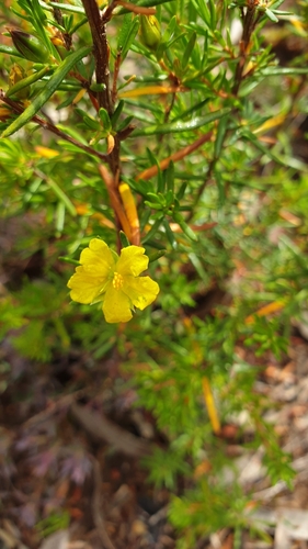 Image of Erect Guinea-Flower (Hibbertia riparia) by (c) Rosalie Lawrence, some rights reserved (CC BY)