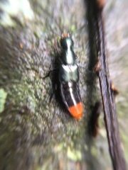 Staphylinidae