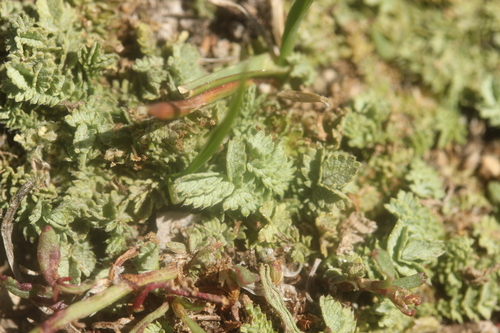 Acaena buchananii, photograph 4