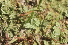 Acaena buchananii, photograph (c) Joe Dillon, some rights reserved (CC BY)