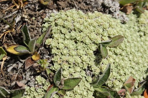 Image of Raoulia parkii by (c) Joe Dillon, some rights reserved (CC BY)